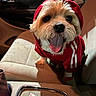 adorable, animal, canine, car_interior, car_seat, close_up, companion, cute, dog, friendly, fur, happy, hoodie, indoor, pet, red_clothing, seatbelt, small_dog, tongue_out, transportation