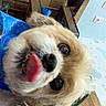 Poohbear joined the competition — help win amazing prizes! background, brown, close_up, cute, dog, face, fluffy, fur, happy, head, household, indoor, person, pet, playful, selfie, smile, tile_wall, tongue_out, white