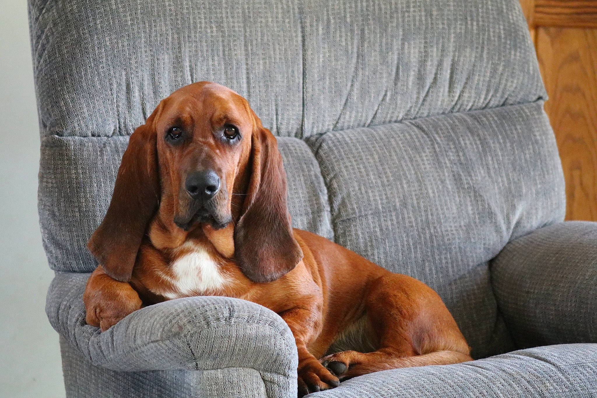 Fred joined the competition — help win amazing prizes! artois_hound, basset_artesien_normand, basset_hound, bavarian_mountain_hound, bloodhound, canidae, carnivore, companion_dog, coonhound, dog, dog_breed, hound, mammal, rare_breed_dog, scent_hound, schweizer_laufhund, snout, vertebrate
