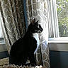Binx is registered to the contest to win money with this photo: cat, black_cat, white_chest, indoor, window, curtains, sunlight, pet, feline, whiskers, looking_out, animal, domestic_cat, sitting, texture, patterned_curtains, daylight, side_view, curious, houseplant_outside