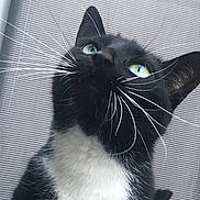 Binx is registered to the contest to win money with this photo: cat, tuxedo_cat, green_eyes, whiskers, black_and_white, pet, animal, curious, upward_gaze, leaf, close_up, feline, indoor, texture, background, portrait, cute, domestic_cat, mammal, whisker