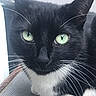Binx joined the competition — help win amazing prizes! cat, tuxedo_cat, close_up, green_eyes, whiskers, black_and_white, pet, feline, animal, indoor, resting, curious, portrait, face, window, texture, paw, fur, domestic_cat, cute