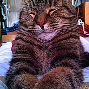 Benji-Boy is registered to the contest to win money with this photo: cat, tabby_cat, feline, pet, animal, closeup, portrait, sitting, crossed_paws, closed_eyes, whiskers, striped_fur, brown_fur, gray_fur, pink_nose, indoors, bed, cozy, funny_expression, photography