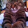 cat, tabby_cat, feline, pet, animal, closeup, portrait, sitting, crossed_paws, closed_eyes, whiskers, striped_fur, brown_fur, gray_fur, pink_nose, indoors, bed, cozy, funny_expression, photography