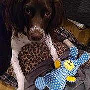 Black participe au concours pour gagner de l'argent avec cette photo : dog, brown, white, animal, pet, toy, plush, bunny, blue, yellow, polka_dot, blanket, leopard_print, floor, wooden_floor, fur, ears, eyes, indoor, resting