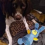 dog, brown, white, animal, pet, toy, plush, bunny, blue, yellow, polka_dot, blanket, leopard_print, floor, wooden_floor, fur, ears, eyes, indoor, resting