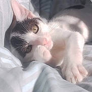 Oréo participe au concours pour gagner de l'argent avec cette photo : cat, pet, sleeping, bed, feline, whiskers, paw, sunlight, cozy, relaxed, cute, indoor, animal, soft_light, white, black, fur, closeup, resting, comfort