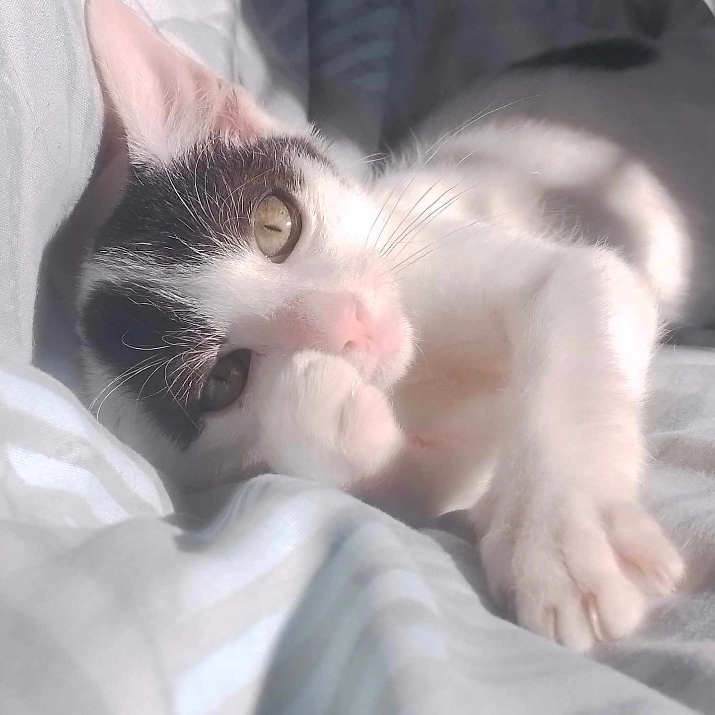 Oréo participe au concours pour gagner de l'argent avec cette photo : animal, bed, black, cat, closeup, comfort, cozy, cute, feline, fur, indoor, paw, pet, relaxed, resting, sleeping, soft_light, sunlight, whiskers, white