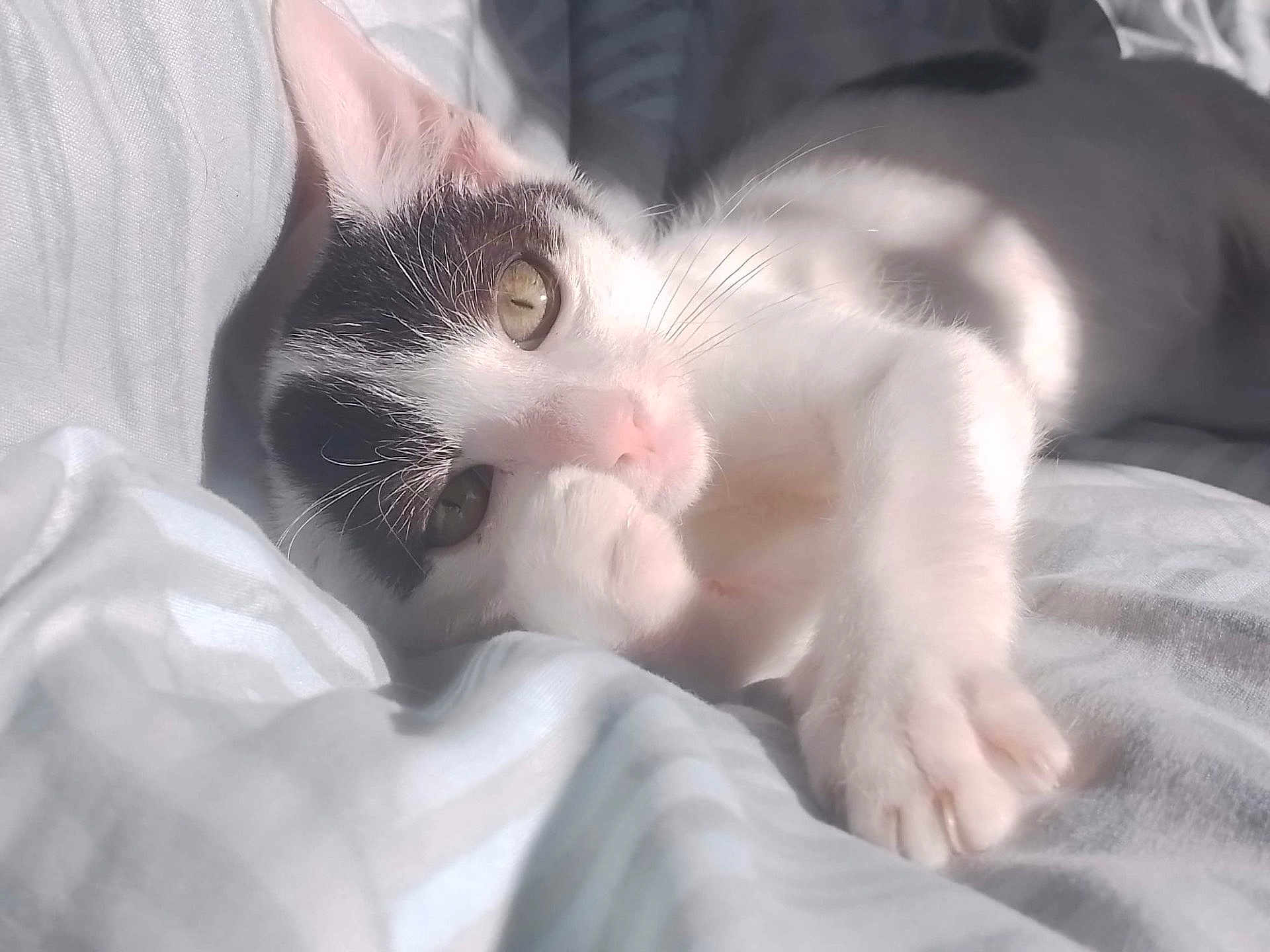 Oréo participe au concours pour gagner de l'argent avec cette photo : cat, pet, sleeping, bed, feline, whiskers, paw, sunlight, cozy, relaxed, cute, indoor, animal, soft_light, white, black, fur, closeup, resting, comfort