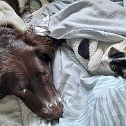 Black Et Oréo a rejoint le concours — aidez-le/la à gagner de superbes lots ! animal, bed, black, blanket, brown, comfort, cozy, cute, dog, fur, indoor, kitten, nap, pet, relaxed, resting, sleeping, snuggling, soft, white