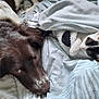 animal, bed, black, blanket, brown, comfort, cozy, cute, dog, fur, indoor, kitten, nap, pet, relaxed, resting, sleeping, snuggling, soft, white