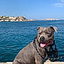 accessories, animal, beach, bulldog, canine, coast, dog, lake, nature, outdoors, pet, pitbull, puppy, rock, scenery, sea, shoreline, sky, water, waterfront