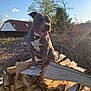 Rayko participe au concours pour gagner de l'argent avec cette photo : animal, backyard, branches, collar, daylight, dog, firewood, grass, happy, house, nature, outdoor, pet, pitbull, sky, smiling, sunlight, tongue, tree, woodpile