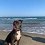 Rayko participe au concours pour gagner de l'argent avec cette photo : animal, beach, canine, collar, daytime, dog, nature, ocean, outdoor, pet, playful, sand, sea, shore, sitting, sky, sunny, tongue, water, waves