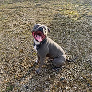 Rayko a rejoint le concours — aidez-le/la à gagner de superbes lots ! animal, canine, collar, daytime, dog, ears, gray_dog, ground, happy, looking_up, nature, outdoor, pet, playful, rocks, sitting, smiling, sunlight, tail, tongue_out