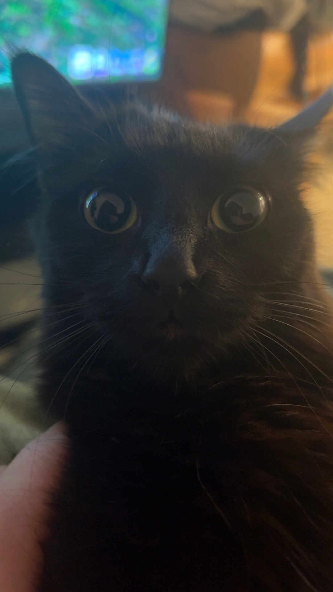 Midnight joined the competition — help win amazing prizes! black_cat, cat, close_up, whiskers, wide_eyes, indoor, pet, feline, portrait, fur, curious, nose, eye_reflection, low_light, hand, cozy, home, surprised_expression, black_fur, long_whiskers