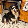 Maddie Rae joined the competition — help win amazing prizes! dog, kitchen, floor, oven, appliance, tile_floor, wood_cabinet, pet, happy, sitting, tongue_out, fur, black_fur, white_fur, brown_fur, indoor, home, domestic_animal, smiling, cute