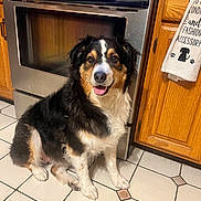 Maddie Rae joined the competition — help win amazing prizes! dog, kitchen, tile_floor, oven, wooden_cabinets, pet, happy, sitting, indoor, floor, appliance, black_fur, brown_fur, white_fur, tongue_out, home, domestic_animal, cute, fur, canine