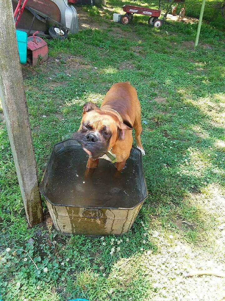 Smoky is registered to the contest to win money with this photo: boxer, carnivore, chair, companion_dog, dog, dog_breed, dog_supply, doghouse, fawn, grass, hound, lawn, liver, outdoor_furniture, pet_supply, recreation, snout, sporting_group, working_animal, yard