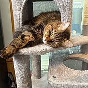 Thor is registered to the contest to win money with this photo: cat, tabby, feline, pet, cat_tree, indoor, relaxed, stretching, fur, yellow_eyes, paw, cozy, multi_level, household, soft_texture, lounging, closeup, comfortable, resting, curious