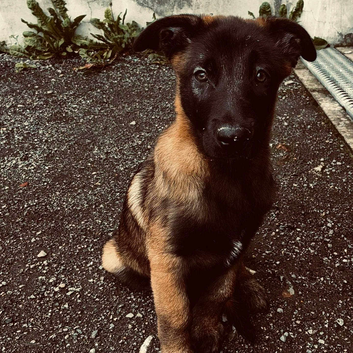 Aïko a rejoint le concours — aidez-le/la à gagner de superbes lots ! animal, canine, cute, dog, ears, eyes, fur, german_shepherd, gravel, nature, nose, outdoor, paw, pet, plants, portrait, puppy, sitting, wall, young