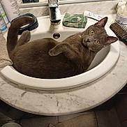 Ramses a rejoint le concours — aidez-le/la à gagner de superbes lots ! cat, sink, bathroom, mirror, gray_cat, yellow_eyes, towel, toiletries, reflection, marble_counter, feline, curious, pet, domestic_animal, indoor, relaxed, fur, whiskers, paw, household