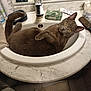 cat, sink, bathroom, mirror, gray_cat, yellow_eyes, towel, toiletries, reflection, marble_counter, feline, curious, pet, domestic_animal, indoor, relaxed, fur, whiskers, paw, household