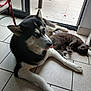 Ramses a rejoint le concours — aidez-le/la à gagner de superbes lots ! husky, dog, cat, indoor, tiled_floor, glass_door, blue_eyes, tongue_out, relaxed, sleeping_cat, pet, animal, domestic, companion, resting, curled_up, garden_view, greenery, red_berries, natural_light