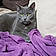 Ramses