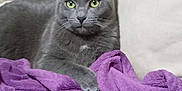 Ramses participe au concours pour gagner de l'argent avec cette photo : cat, gray_cat, green_eyes, purple_blanket, cozy, indoor, pet, feline, resting, couch, fur, whiskers, relaxed, domestic_cat, animal, cute, portrait, soft_texture, home, comfortable