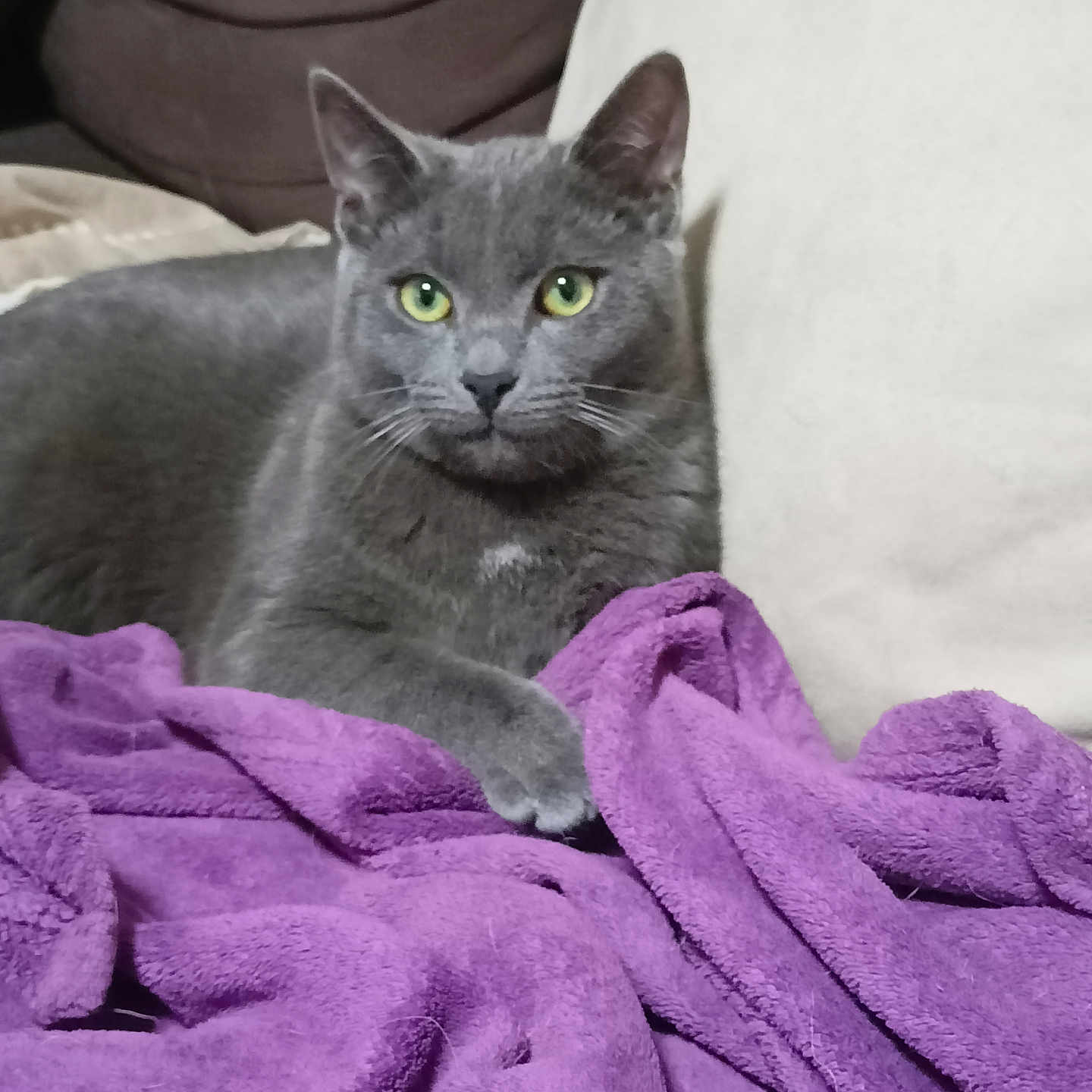 Ramses participe au concours pour gagner de l'argent avec cette photo : animal, cat, comfortable, couch, cozy, cute, domestic_cat, feline, fur, gray_cat, green_eyes, home, indoor, pet, portrait, purple_blanket, relaxed, resting, soft_texture, whiskers