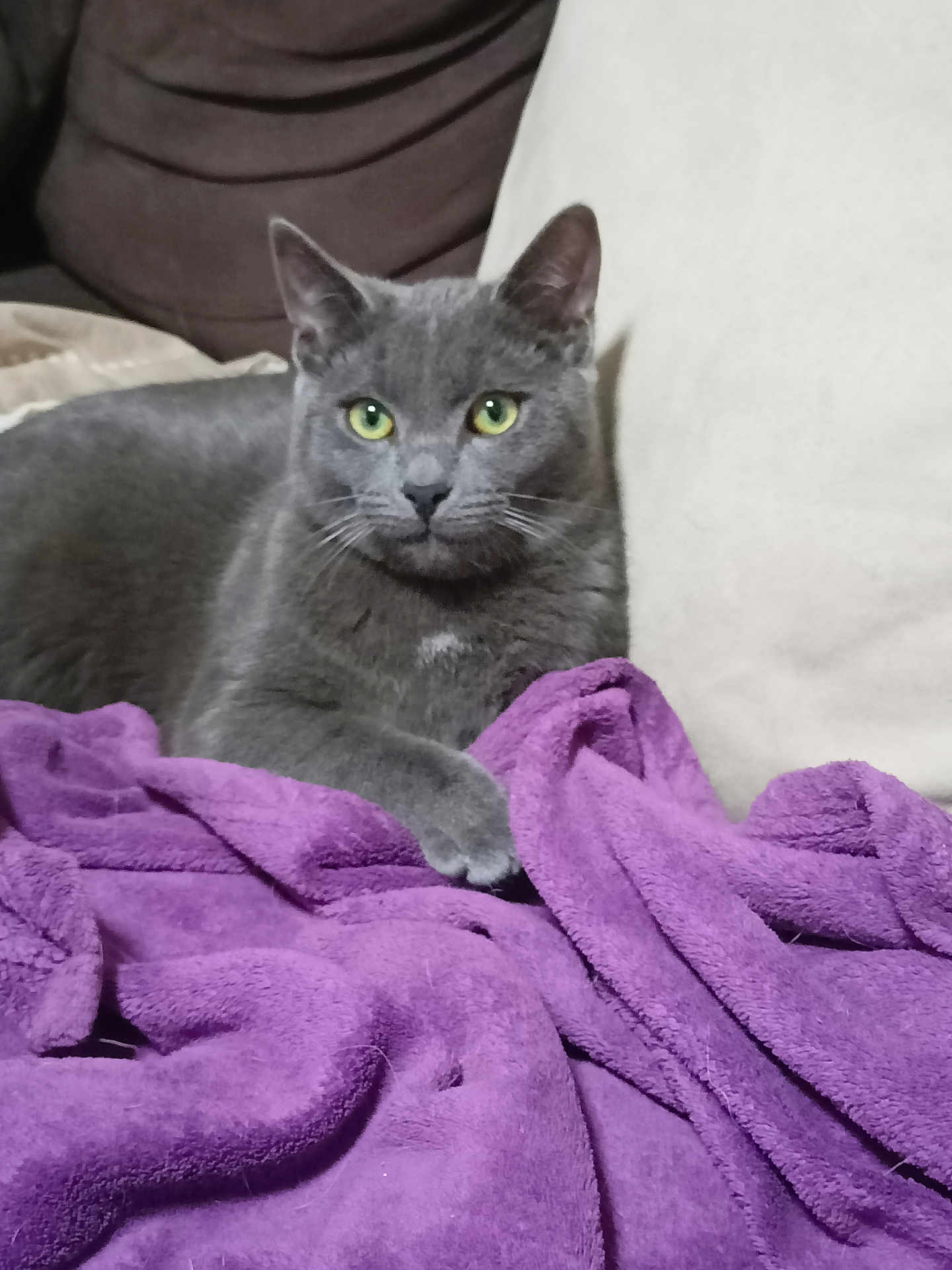 Ramses participe au concours pour gagner de l'argent avec cette photo : cat, gray_cat, green_eyes, purple_blanket, cozy, indoor, pet, feline, resting, couch, fur, whiskers, relaxed, domestic_cat, animal, cute, portrait, soft_texture, home, comfortable