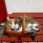 Chouquette participe au concours pour gagner de l'argent avec cette photo : cat, tabby, basket, wooden_bench, sunlight, outdoor, relaxed, resting, pet, animal, feline, striped, sleepy, cozy, daylight, texture, red_paint, wicker, white_wall, floor_tiles