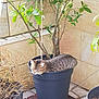 Chouquette a rejoint le concours — aidez-le/la à gagner de superbes lots ! cat, plant, flower_pot, tabby_cat, outdoor, sunlight, green_leaves, wooden_platform, stone_wall, relaxing, pet, nature, garden, feline, cozy, resting, animal, cute, home_garden, peaceful
