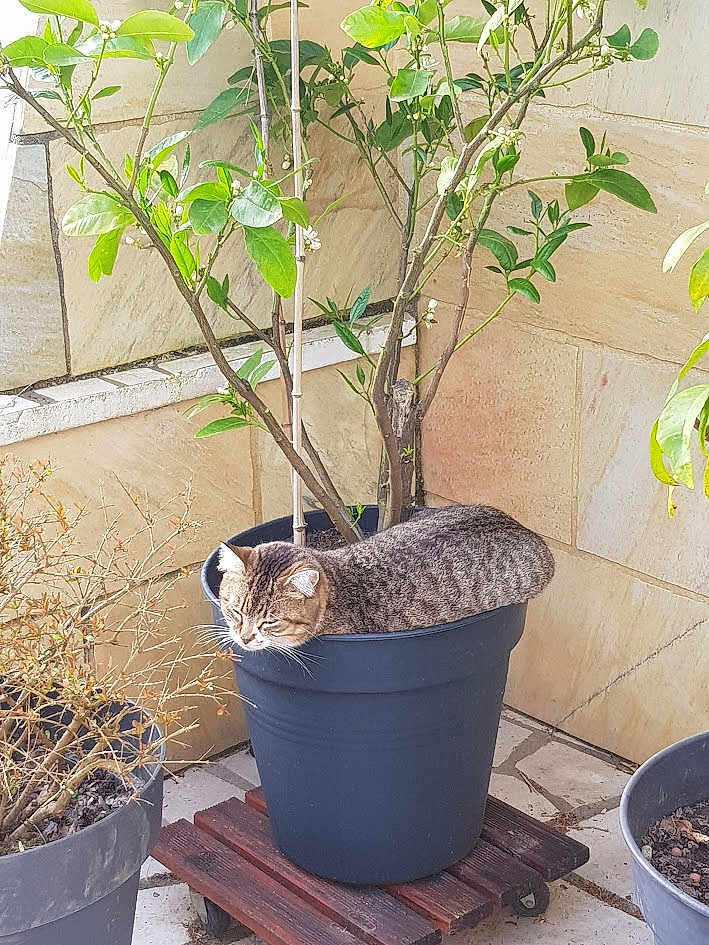 Chouquette a rejoint le concours — aidez-le/la à gagner de superbes lots ! cat, plant, flower_pot, tabby_cat, outdoor, sunlight, green_leaves, wooden_platform, stone_wall, relaxing, pet, nature, garden, feline, cozy, resting, animal, cute, home_garden, peaceful