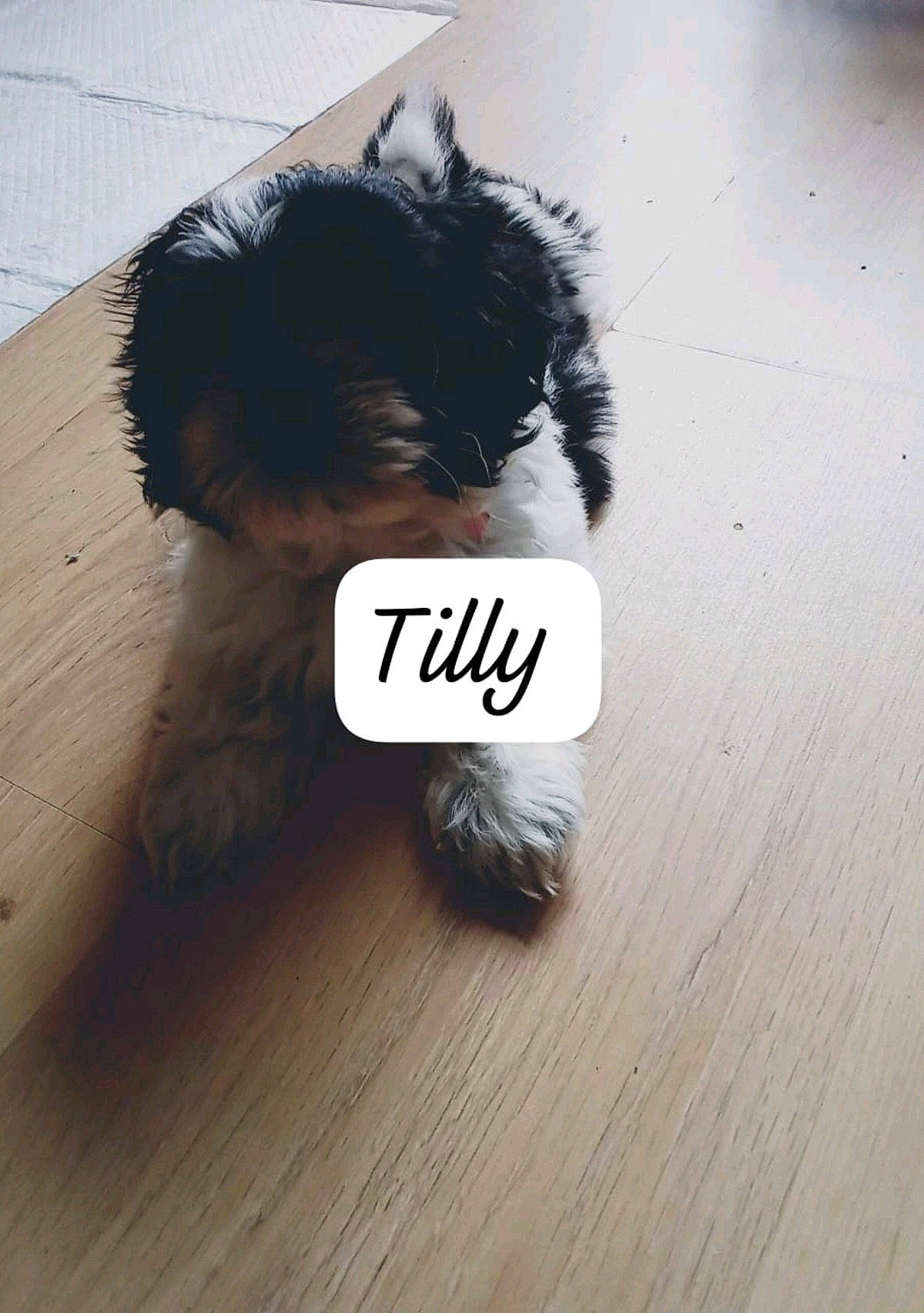 Tilly joined the competition — help win amazing prizes! carnivore, companion_dog, dog, dog_breed, dog_supply, fashion_accessory, felidae, flooring, font, fur, grey, hardwood, headgear, liver, snout, tail, toy, toy_dog, whiskers, wood
