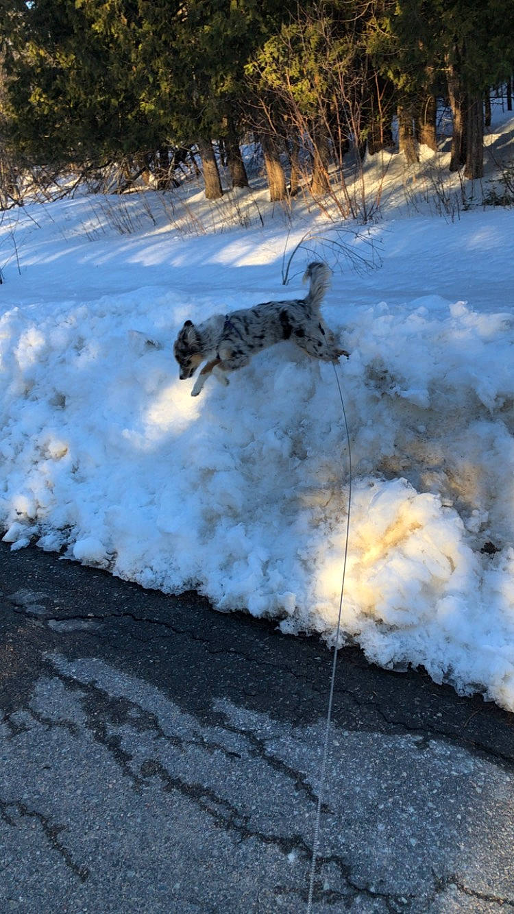 Aurora is registered to the contest to win money with this photo: asphalt, canidae, carnivore, dog, dog_breed, freezing, frost, landscape, plant, road_surface, rock, shadow, slope, snow, sporting_group, tail, tree, twig, winter, wood