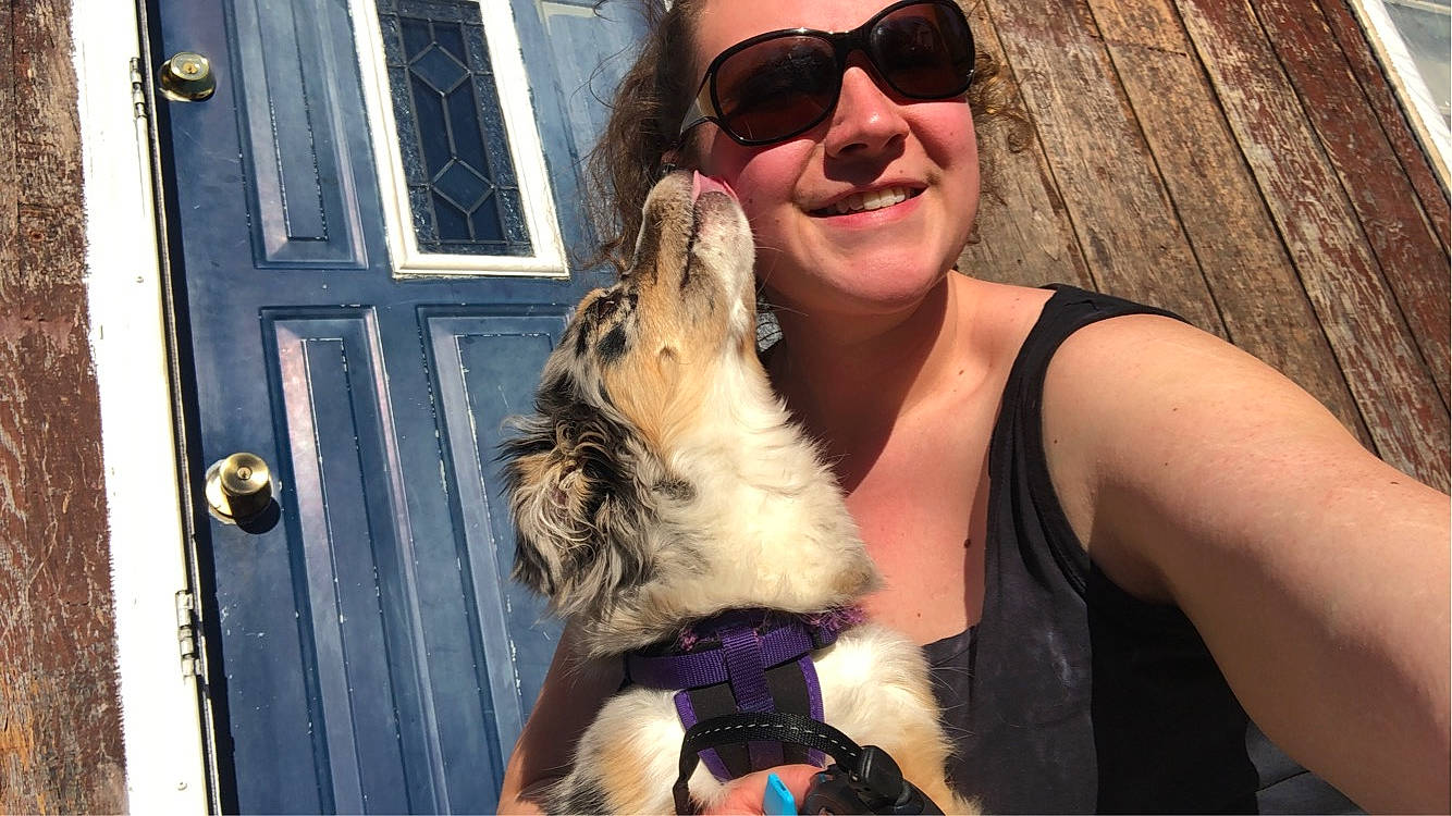 Aurora joined the competition — help win amazing prizes! brown_hair, canidae, carnivore, companion_dog, dog, dog_breed, dog_collar, eyewear, fawn, fun, fur, goggles, happy, smile, sporting_group, sunglasses, toy_dog, travel, vision_care, window