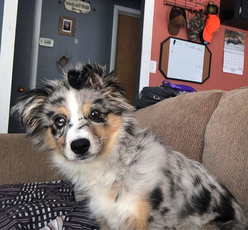 Aurora joined the competition — help win amazing prizes! ball, canidae, carnivore, companion_dog, dog, dog_breed, fur, herding_dog, miniature_australian_shepherd, room, snout, sporting_group, television, terrestrial_animal, tire, toy_dog, wheel, whiskers, working_animal, working_dog