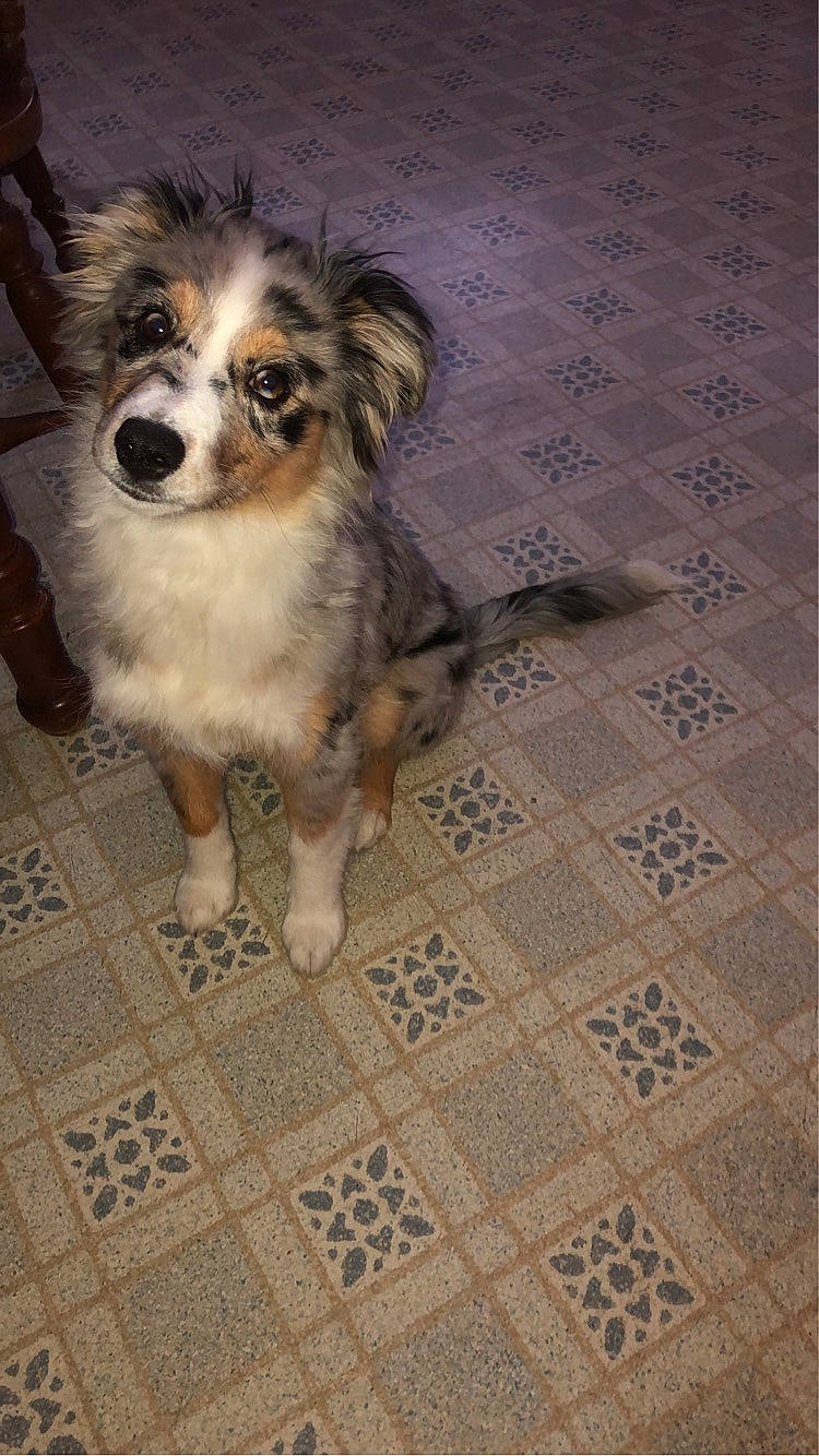 Aurora joined the competition — help win amazing prizes! canidae, carnivore, companion_dog, dog, dog_breed, dog_supply, fawn, flooring, fur, hardwood, pattern, sporting_group, terrestrial_animal, tile_flooring, toy_dog, whiskers, wood, working_animal, working_dog