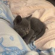 Paris is registered to the contest to win money with this photo: animal, bed, blanket, comfort, cozy, curious, curled_up, cute, domestic, feline, fur, gray_cat, indoor, kitten, pet, resting, sleeping_area, small, soft, young_cat