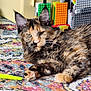 cat, tortoiseshell, feline, pet, animal, indoor, rug, colorful, toy, pipe_cleaner, building_blocks, playful, fur, whiskers, relaxed, closeup, domestic_animal, mammal, floor, household