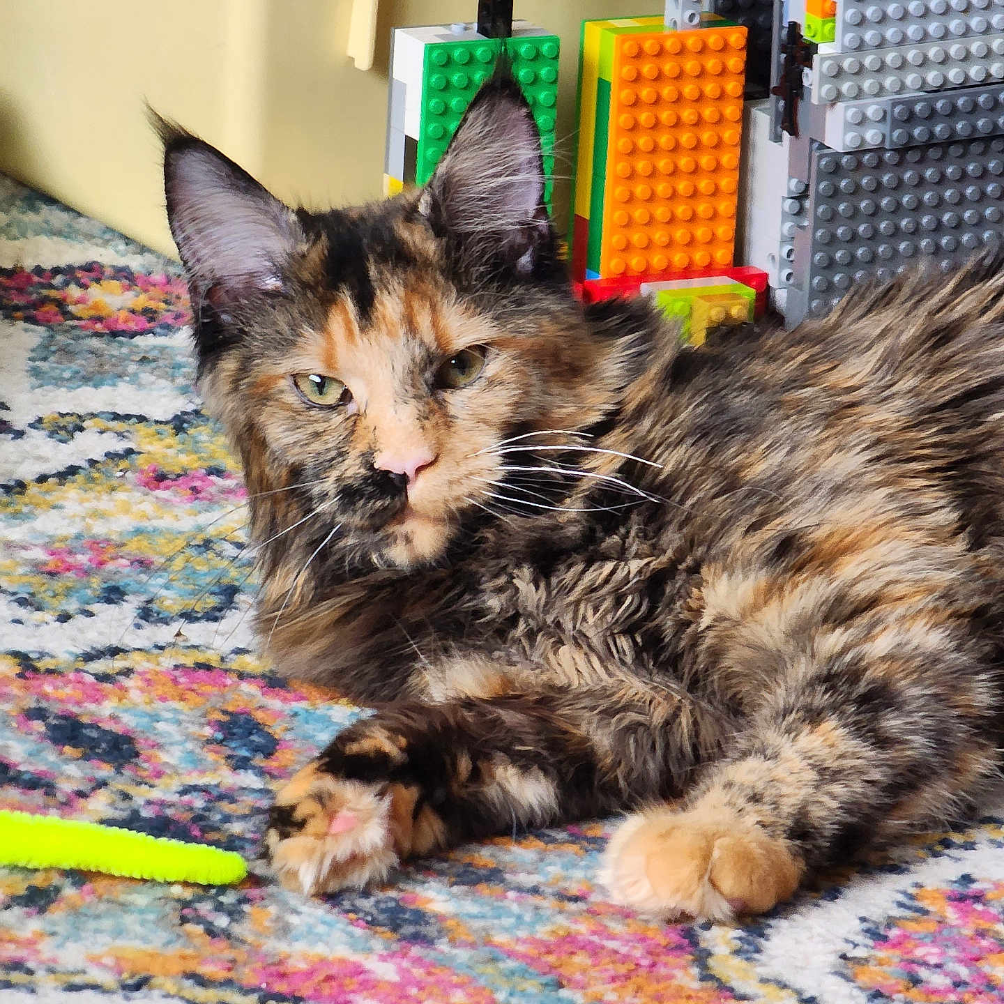 Luna is registered to the contest to win money with this photo: animal, building_blocks, cat, closeup, colorful, domestic_animal, feline, floor, fur, household, indoor, mammal, pet, pipe_cleaner, playful, relaxed, rug, tortoiseshell, toy, whiskers