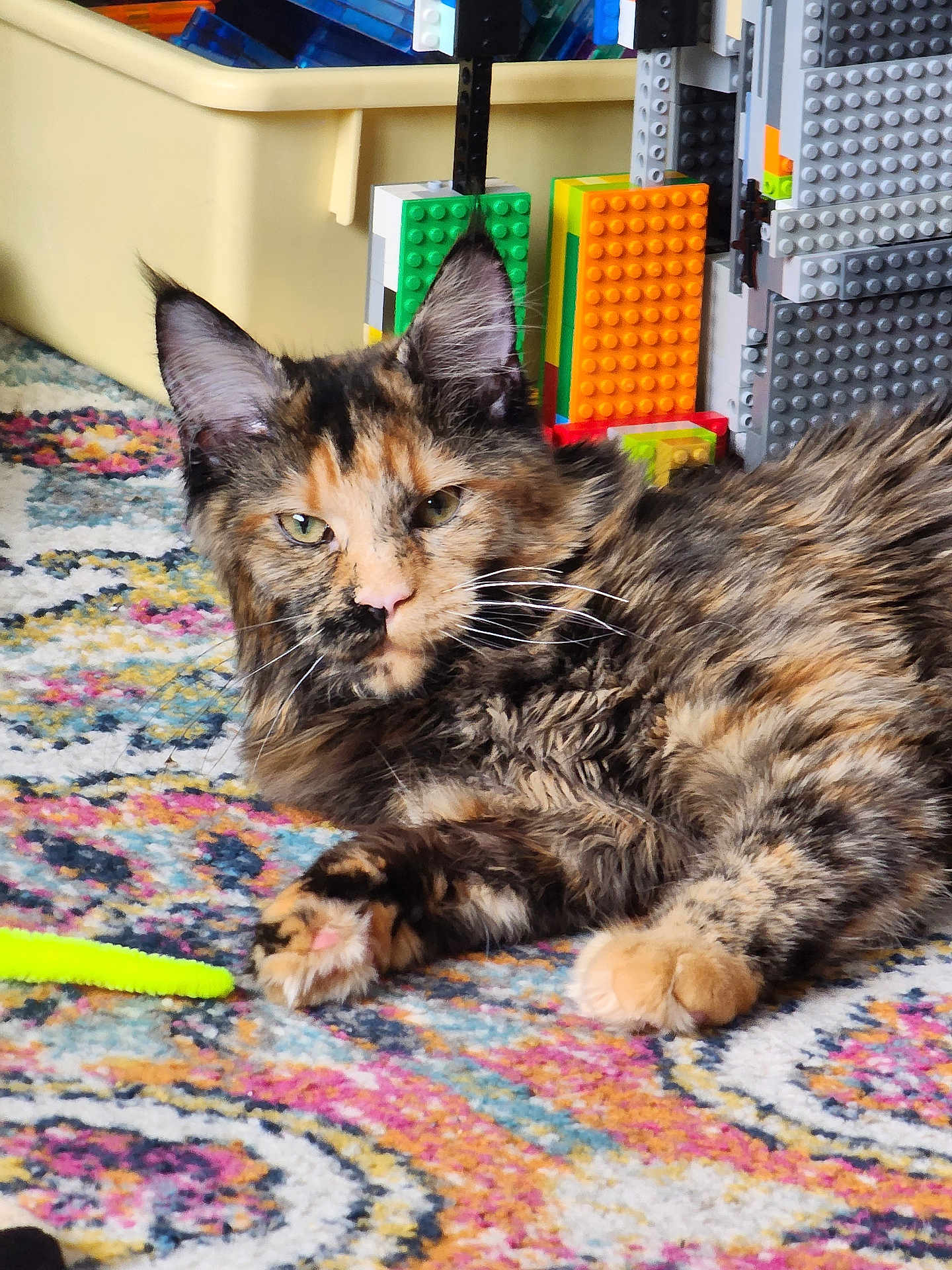 Luna is registered to the contest to win money with this photo: cat, tortoiseshell, feline, pet, animal, indoor, rug, colorful, toy, pipe_cleaner, building_blocks, playful, fur, whiskers, relaxed, closeup, domestic_animal, mammal, floor, household