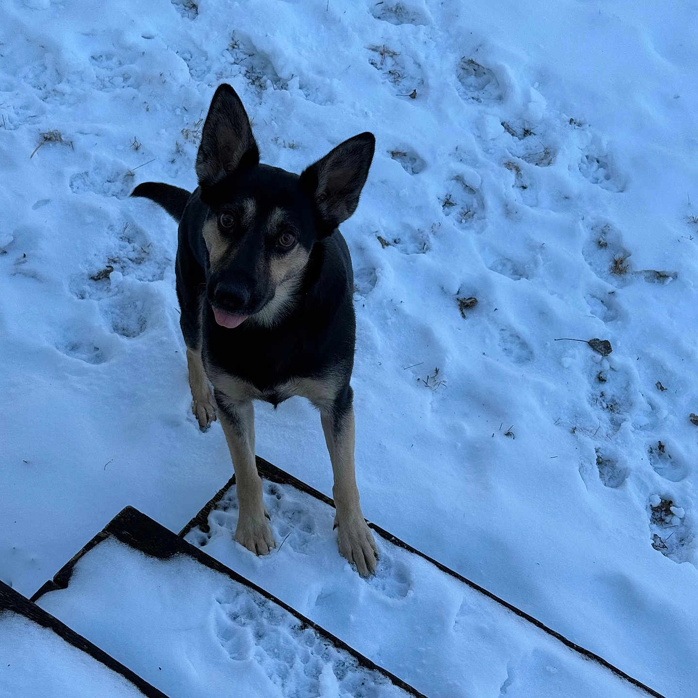 Tally is registered to the contest to win money with this photo: animal, bodypart, bulldog, canine, dog, germanshepherd, hound, husky, labradorretriever, mouth, nature, outdoors, person, pet, policedog, puppy, slate, snout, snow, winter