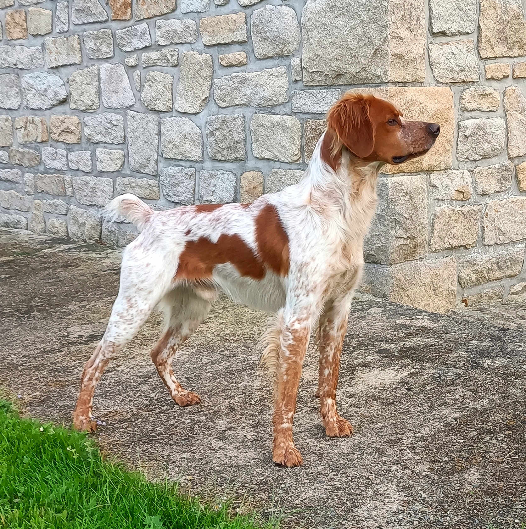 Patton