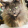 cat, fluffy, gray, green_eyes, indoor, paper, documents, close_up, pet, feline, whiskers, ears, nose, fur, domestic_animal, looking_at_camera, household, blurred_background, fan, bookshelf