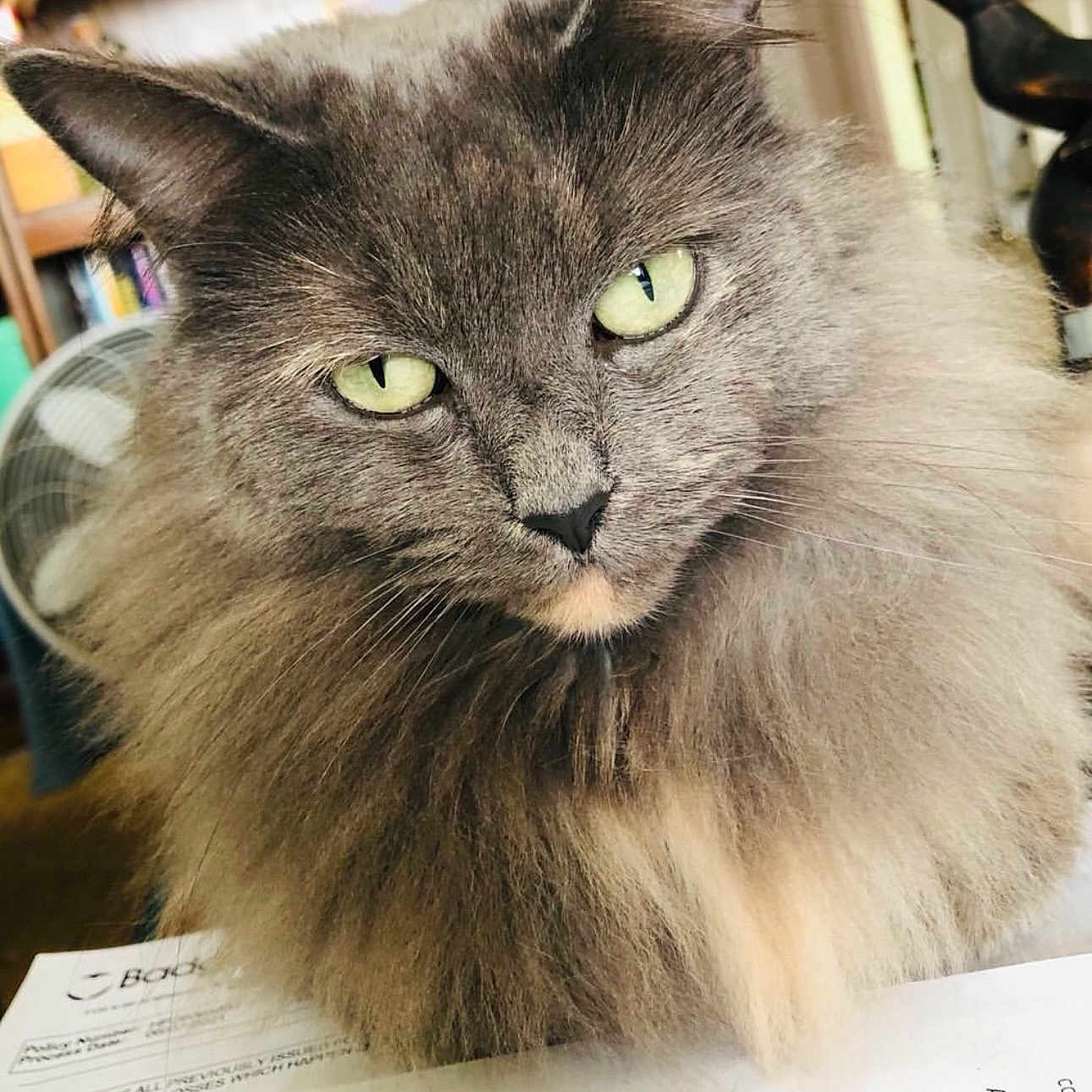 Luna is registered to the contest to win money with this photo: blurred_background, bookshelf, cat, close_up, documents, domestic_animal, ears, fan, feline, fluffy, fur, gray, green_eyes, household, indoor, looking_at_camera, nose, paper, pet, whiskers