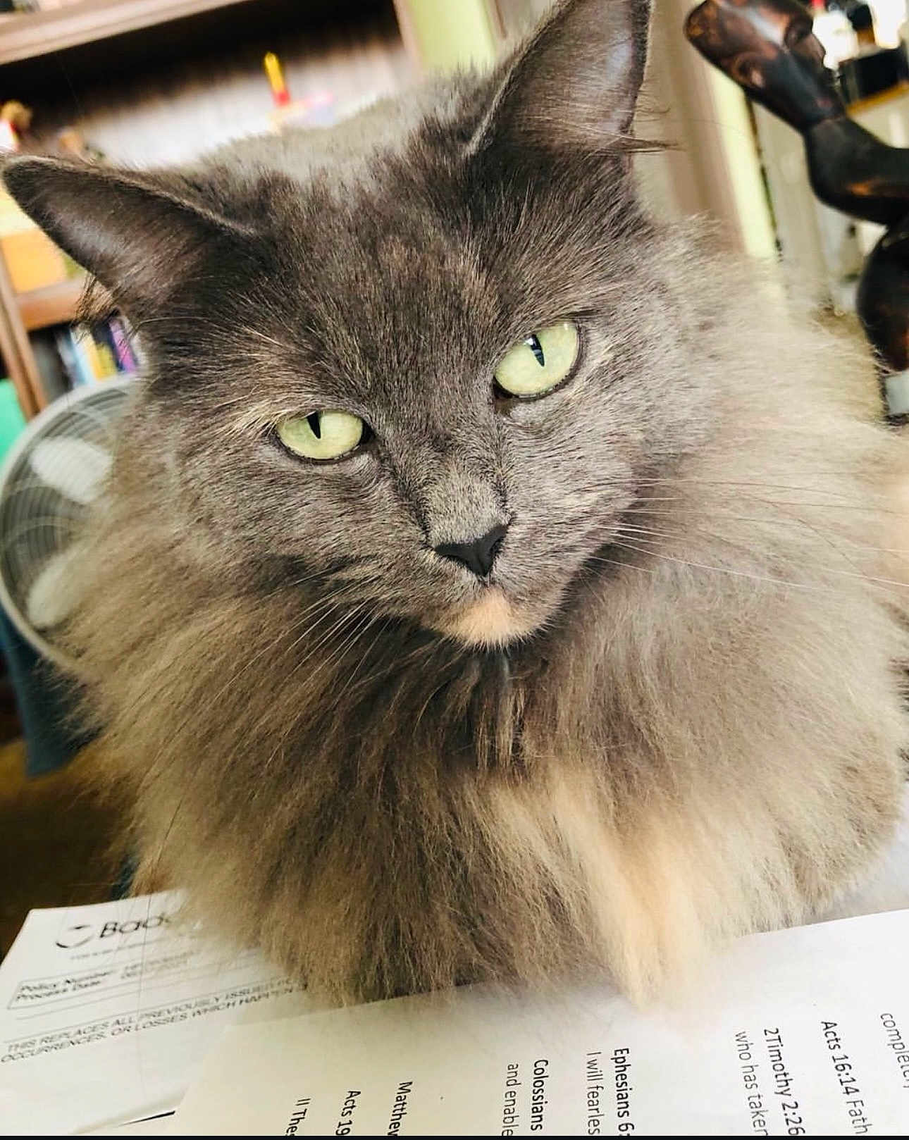 Luna is registered to the contest to win money with this photo: cat, fluffy, gray, green_eyes, indoor, paper, documents, close_up, pet, feline, whiskers, ears, nose, fur, domestic_animal, looking_at_camera, household, blurred_background, fan, bookshelf