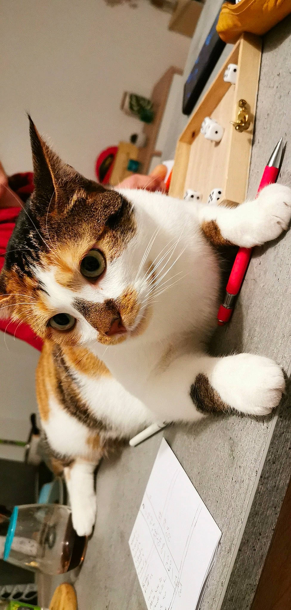 Naboo participe au concours pour gagner de l'argent avec cette photo : aegean_cat, american_wirehair, asian, carnivore, cat, domestic_short_haired_cat, european_shorthair, felidae, kitten, paw, small_to_medium_sized_cats, tabby_cat, tail, whiskers